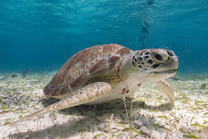 Privé catamaran zeiltocht in Cozumel met snorkelen en paddleboarden, foto 16 | wizardtrip