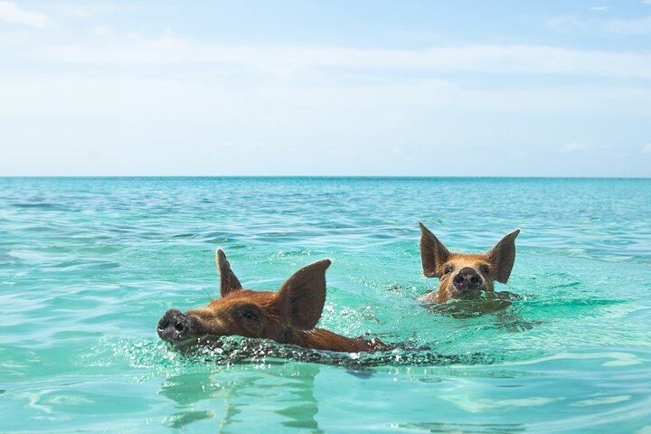 Swim with friendly pigs on a beautiful Bahamian beach, photo 7 | wizardtrip