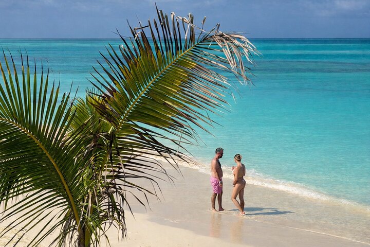 Swim with friendly pigs on a beautiful Bahamian beach, photo 10 | wizardtrip