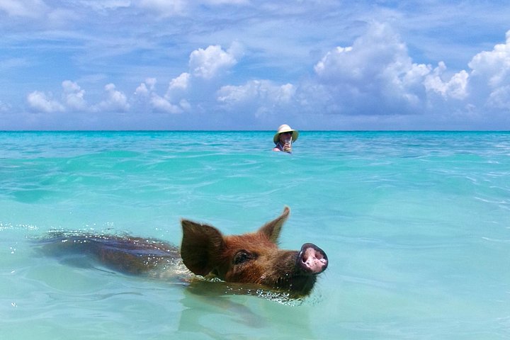 Swim with friendly pigs on a beautiful Bahamian beach, photo 14 | wizardtrip