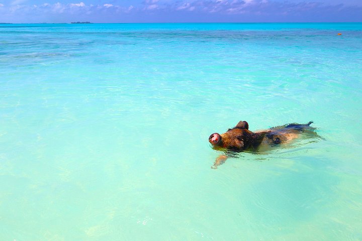 Swim with friendly pigs on a beautiful Bahamian beach, photo 15 | wizardtrip
