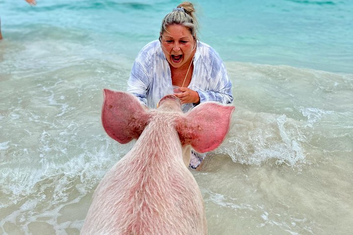 Swim with friendly pigs on a beautiful Bahamian beach, photo 16 | wizardtrip