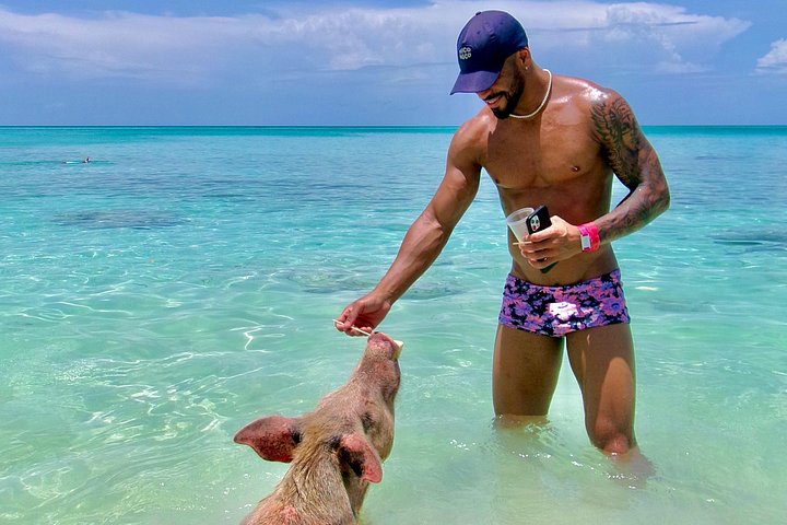 Swim with friendly pigs on a beautiful Bahamian beach, photo 17 | wizardtrip