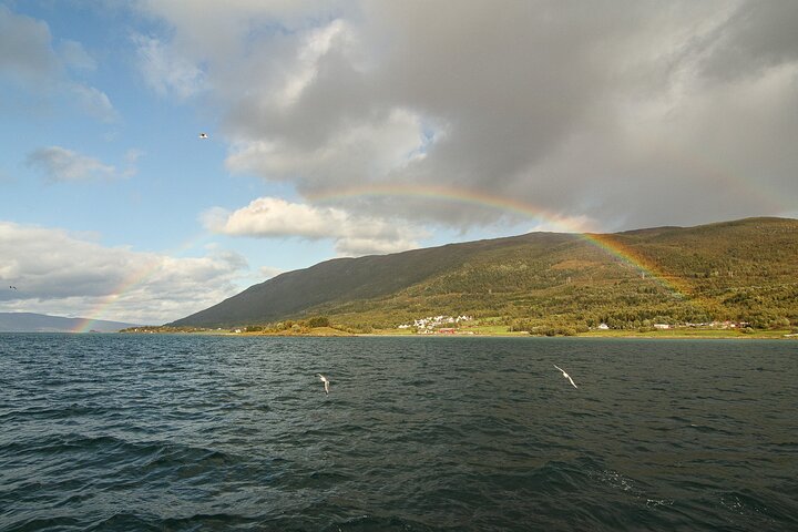Naturskøn sejltur gennem arktiske fjorde nær Tromsø, Norge, med muligheder for fiskeri og dyreliv, foto 19 | wizardtrip