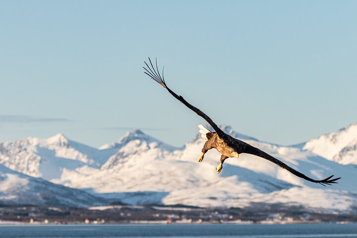 Naturskøn sejltur gennem arktiske fjorde nær Tromsø, Norge, med muligheder for fiskeri og dyreliv, foto 22 | wizardtrip