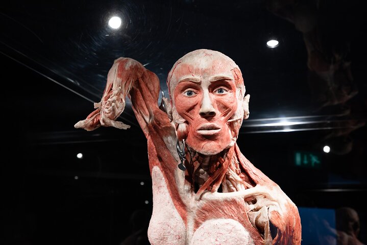 Explore o corpo humano na exposição Body Worlds Amesterdão, foto 8 | wizardtrip