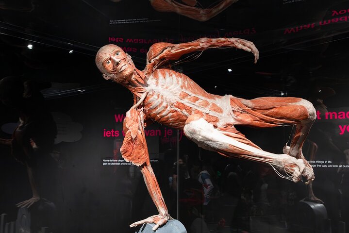 Explore o corpo humano na exposição Body Worlds Amesterdão, foto 9 | wizardtrip