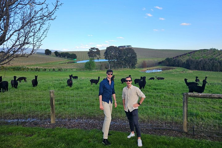 A scenic tour of Yarra Valley's wineries, distilleries, and chocolate factories from Melbourne, photo 28 | wizardtrip