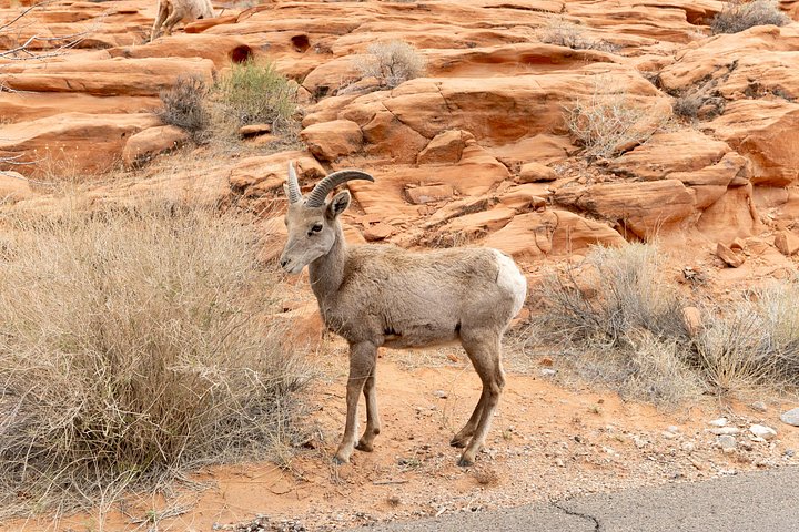 Tour di un giorno nella Valle del Fuoco e nel Red Rock Canyon da Las Vegas, che mostra uniche formazioni di arenaria e paesaggi desertici, foto 34 | wizardtrip
