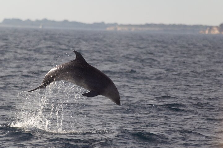 Bootstour in Pula, Kroatien, mit Delfinbeobachtung und Sonnenuntergang über dem Nationalpark Brijuni, Foto 24 | wizardtrip