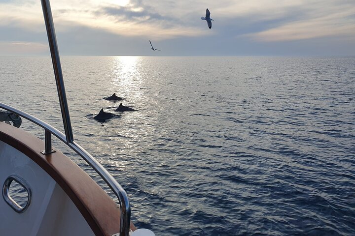 Bootstour in Pula, Kroatien, mit Delfinbeobachtung und Sonnenuntergang über dem Nationalpark Brijuni, Foto 26 | wizardtrip