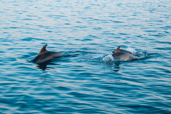 Bootstour in Pula, Kroatien, mit Delfinbeobachtung und Sonnenuntergang über dem Nationalpark Brijuni, Foto 27 | wizardtrip