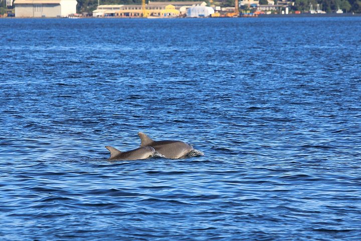 Bootstour in Pula, Kroatien, mit Delfinbeobachtung und Sonnenuntergang über dem Nationalpark Brijuni, Foto 29 | wizardtrip