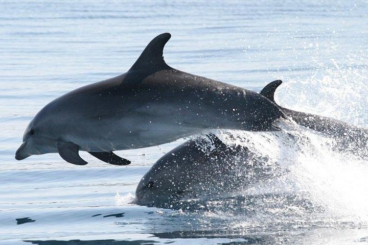 Bootstour in Pula, Kroatien, mit Delfinbeobachtung und Sonnenuntergang über dem Nationalpark Brijuni, Foto 31 | wizardtrip