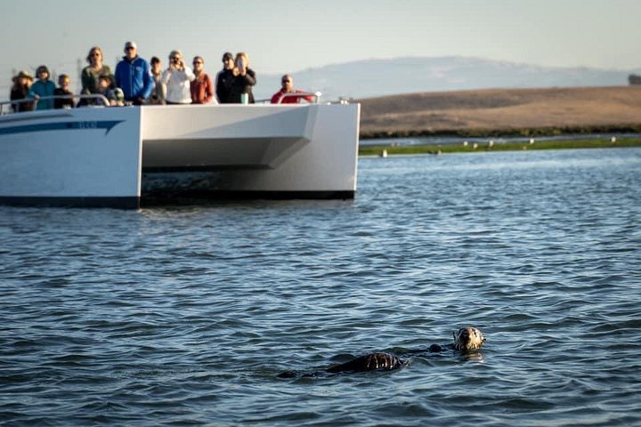 Elektrisk katamarantur i Elkhorn Slough, Monterey, foto 6 | wizardtrip