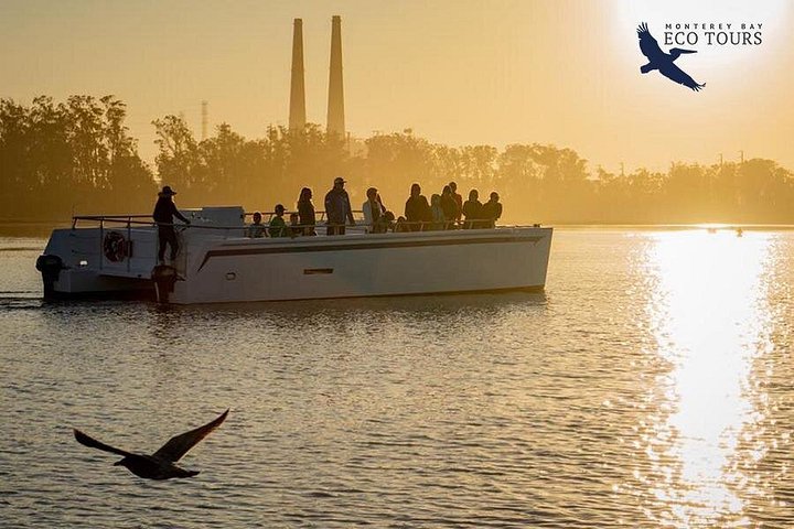 Elektrisk katamarantur i Elkhorn Slough, Monterey, foto 9 | wizardtrip