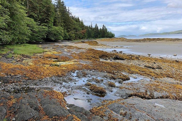 Elektrische fiets en regenwoudwandeling ecotour in Ketchikan, Alaska, foto 6 | wizardtrip