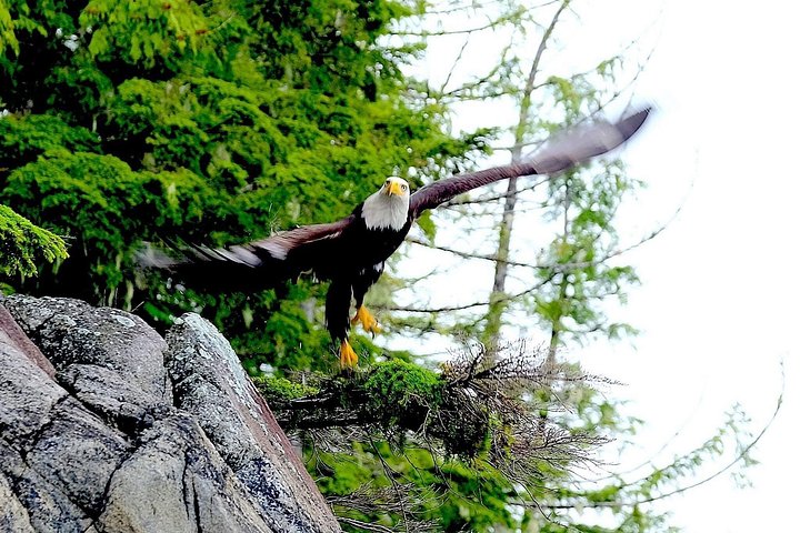 Elektrische fiets en regenwoudwandeling ecotour in Ketchikan, Alaska, foto 11 | wizardtrip