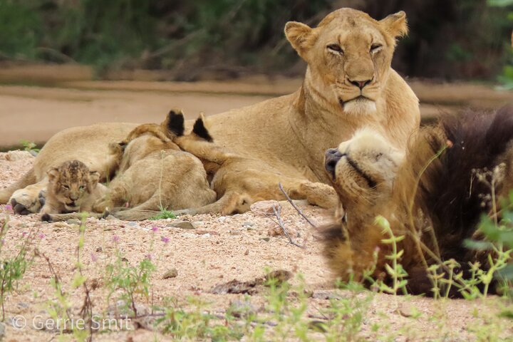 Privat heldagssafari i Kruger National Park, Sydafrika, med dyrelivsobservationer, foto 6 | wizardtrip