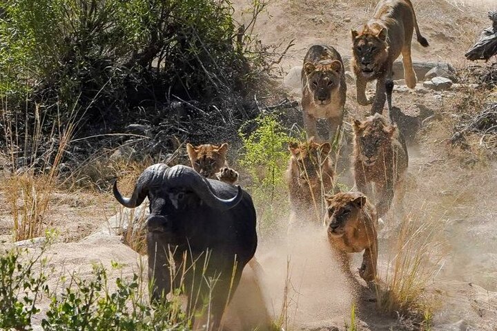Privat heldagssafari i Kruger National Park, Sydafrika, med dyrelivsobservationer, foto 7 | wizardtrip