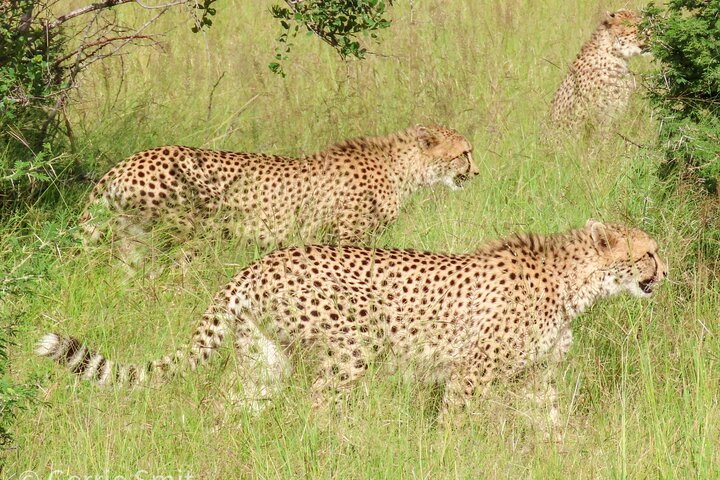 Privat heldagssafari i Kruger National Park, Sydafrika, med dyrelivsobservationer, foto 9 | wizardtrip