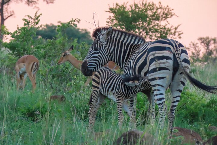 Privat heldagssafari i Kruger National Park, Sydafrika, med dyrelivsobservationer, foto 10 | wizardtrip