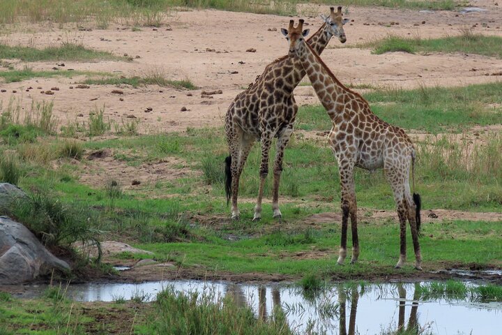 Privat heldagssafari i Kruger National Park, Sydafrika, med dyrelivsobservationer, foto 11 | wizardtrip
