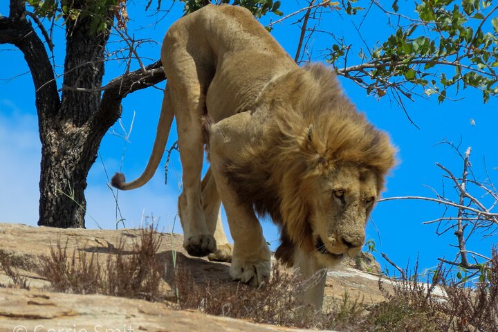 Privat heldagssafari i Kruger National Park, Sydafrika, med dyrelivsobservationer, foto 12 | wizardtrip