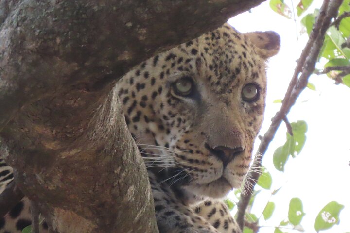 Privat heldagssafari i Kruger National Park, Sydafrika, med dyrelivsobservationer, foto 13 | wizardtrip