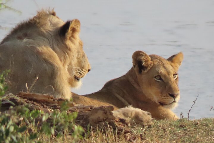 Privat heldagssafari i Kruger National Park, Sydafrika, med dyrelivsobservationer, foto 14 | wizardtrip