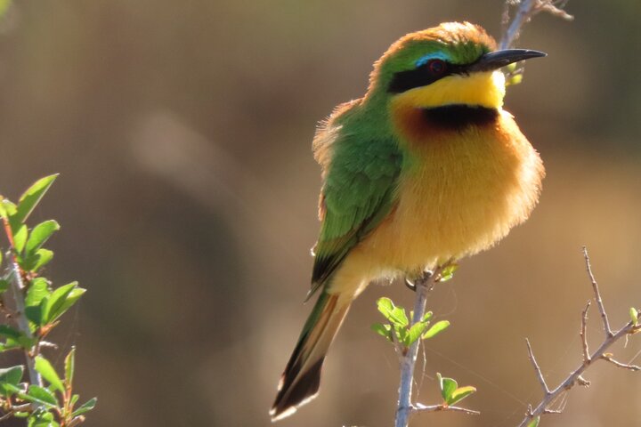 Privat heldagssafari i Kruger National Park, Sydafrika, med dyrelivsobservationer, foto 15 | wizardtrip