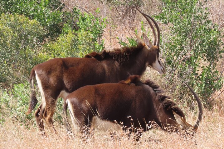 Privat heldagssafari i Kruger National Park, Sydafrika, med dyrelivsobservationer, foto 16 | wizardtrip