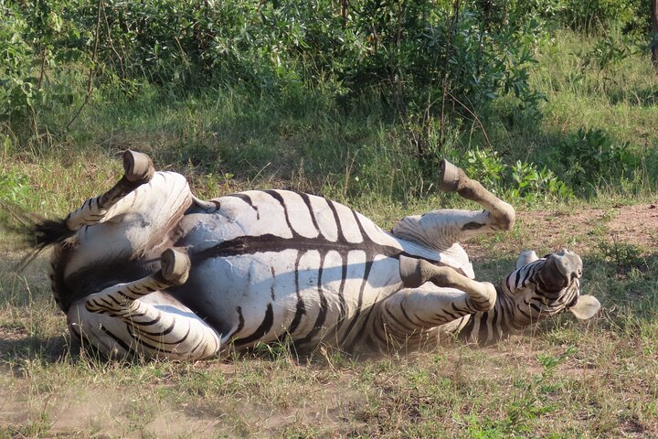 Privat heldagssafari i Kruger National Park, Sydafrika, med dyrelivsobservationer, foto 17 | wizardtrip