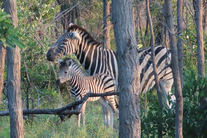 Privat heldagssafari i Kruger National Park, Sydafrika, med dyrelivsobservationer, foto 18 | wizardtrip