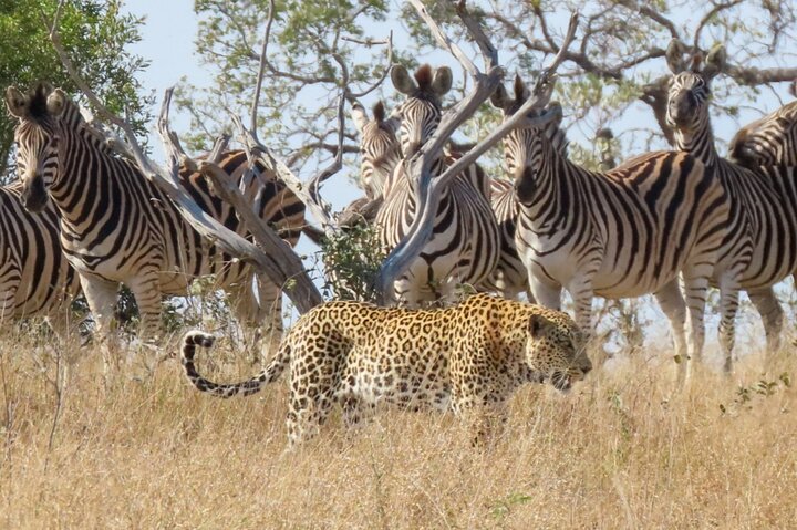 Privat heldagssafari i Kruger National Park, Sydafrika, med dyrelivsobservationer, foto 19 | wizardtrip