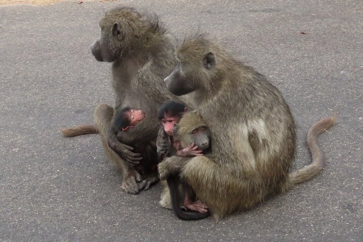 Privat heldagssafari i Kruger National Park, Sydafrika, med dyrelivsobservationer, foto 20 | wizardtrip