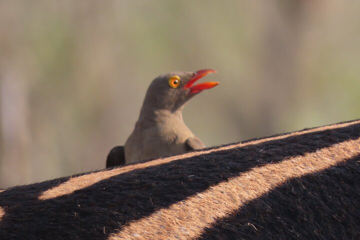 Privat heldagssafari i Kruger National Park, Sydafrika, med dyrelivsobservationer, foto 22 | wizardtrip