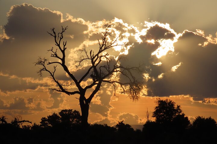 Privat heldagssafari i Kruger National Park, Sydafrika, med dyrelivsobservationer, foto 23 | wizardtrip