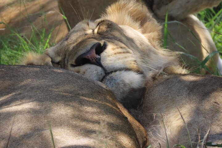 Privat heldagssafari i Kruger National Park, Sydafrika, med dyrelivsobservationer, foto 24 | wizardtrip
