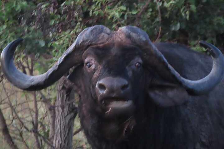 Privat heldagssafari i Kruger National Park, Sydafrika, med dyrelivsobservationer, foto 25 | wizardtrip