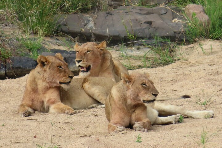 Privat heldagssafari i Kruger National Park, Sydafrika, med dyrelivsobservationer, foto 26 | wizardtrip