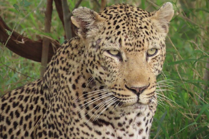 Privat heldagssafari i Kruger National Park, Sydafrika, med dyrelivsobservationer, foto 27 | wizardtrip