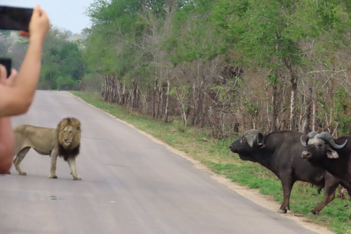 Privat heldagssafari i Kruger National Park, Sydafrika, med dyrelivsobservationer, foto 28 | wizardtrip
