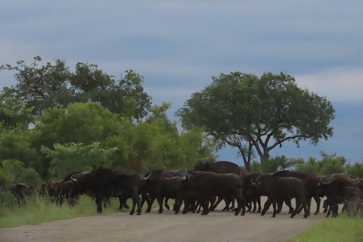 Privat heldagssafari i Kruger National Park, Sydafrika, med dyrelivsobservationer, foto 29 | wizardtrip