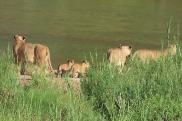 Privat heldagssafari i Kruger National Park, Sydafrika, med dyrelivsobservationer, foto 30 | wizardtrip