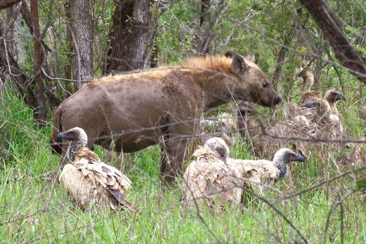 Privat heldagssafari i Kruger National Park, Sydafrika, med dyrelivsobservationer, foto 31 | wizardtrip