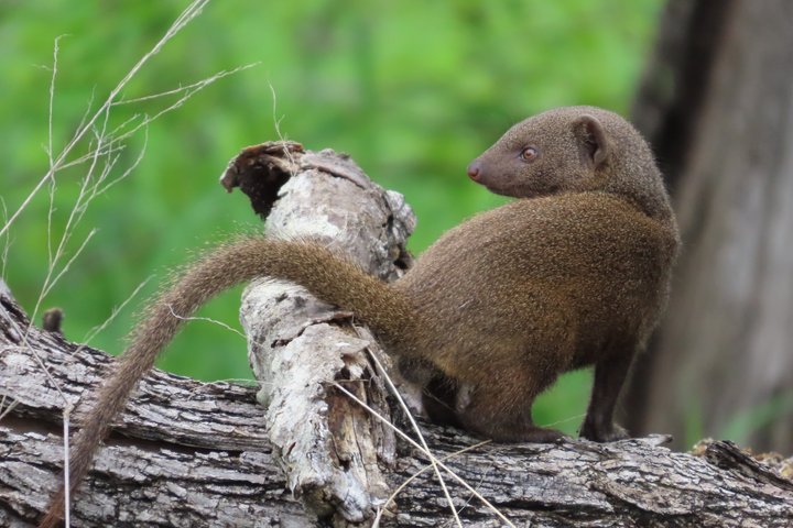 Privat heldagssafari i Kruger National Park, Sydafrika, med dyrelivsobservationer, foto 32 | wizardtrip
