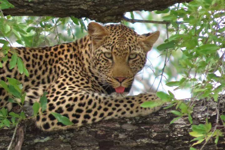 Privat heldagssafari i Kruger National Park, Sydafrika, med dyrelivsobservationer, foto 33 | wizardtrip