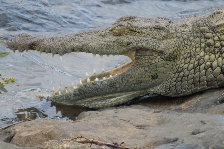 Privat heldagssafari i Kruger National Park, Sydafrika, med dyrelivsobservationer, foto 34 | wizardtrip