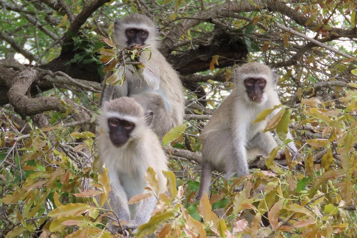 Privat heldagssafari i Kruger National Park, Sydafrika, med dyrelivsobservationer, foto 35 | wizardtrip